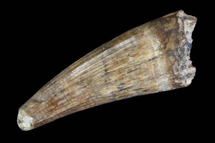 Fossil Crocodilian (Goniopholid) Tooth - Texas #88757